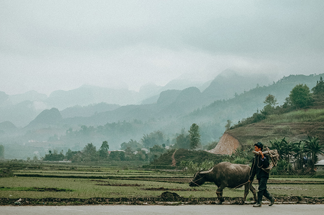 Hình ảnh người nông dân với con trâu đi trước cái cày đi sau đầy lam lũ giữa sự hùng vĩ của núi rừng mảnh đất Hà Giang trong bộ ảnh Hà Giang trong tôi của bạn Lê Tuấn Anh